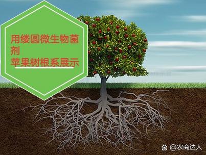 果树施肥新革命 为何微生物菌剂胜过传统有机肥？